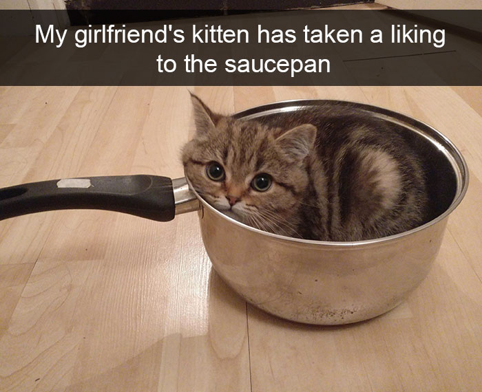Funny-Cats-Photos-Snapchats