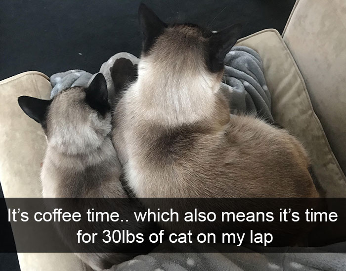 Funny-Cats-Photos-Snapchats
