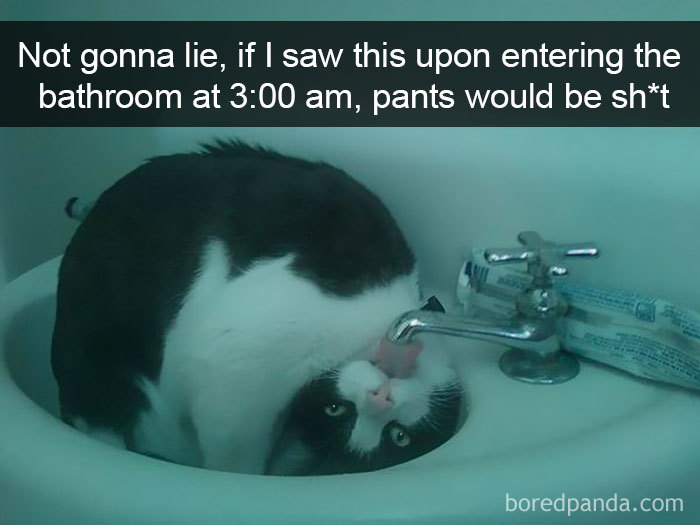 Funny-Cats-Photos-Snapchats