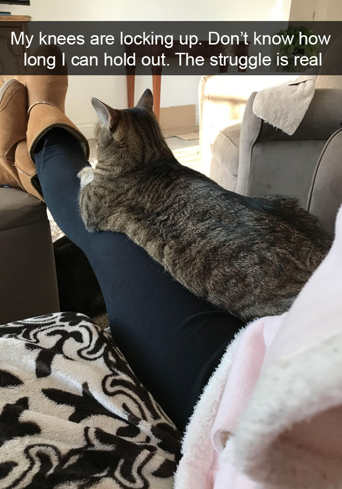 Funny-Cats-Photos-Snapchats