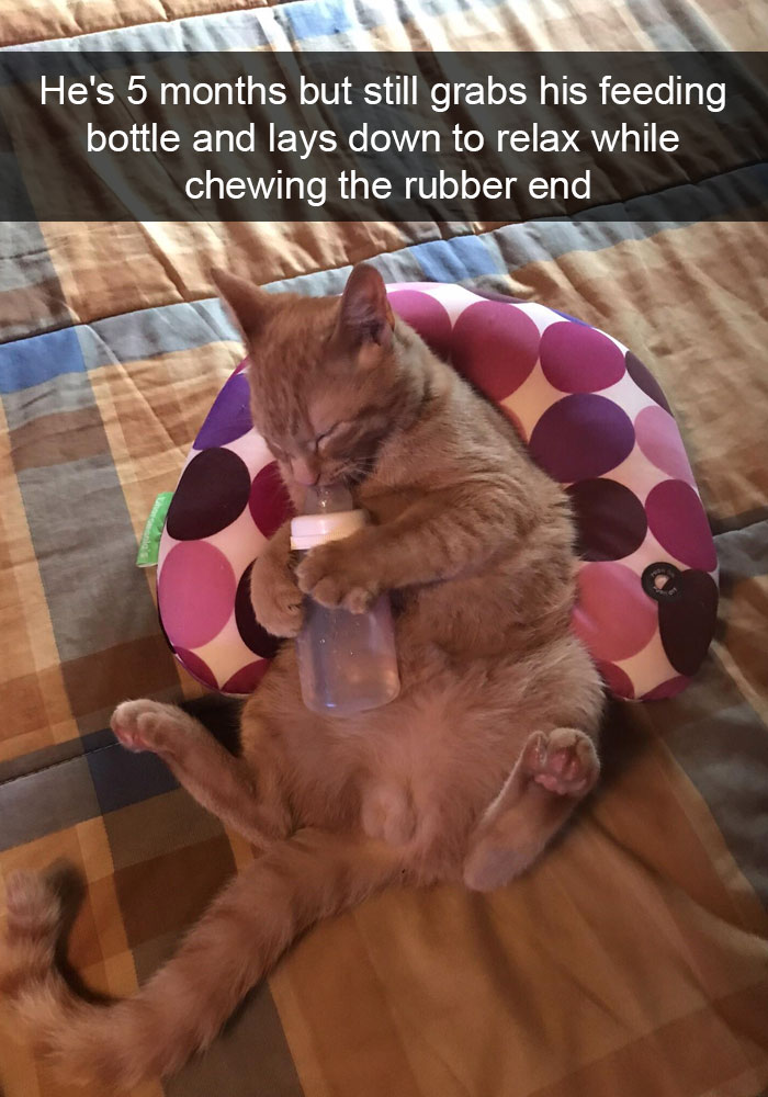 Funny-Cats-Photos-Snapchats