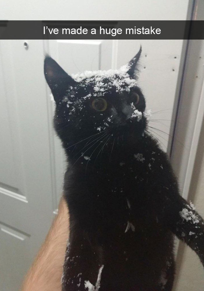 Funny-Cats-Photos-Snapchats