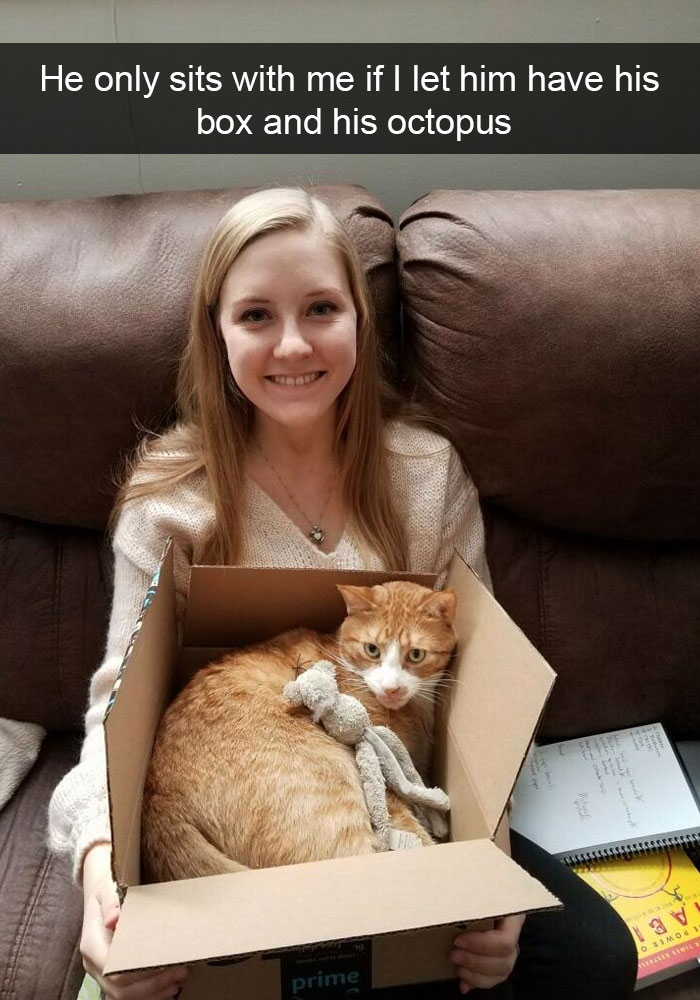 Funny-Cats-Photos-Snapchats