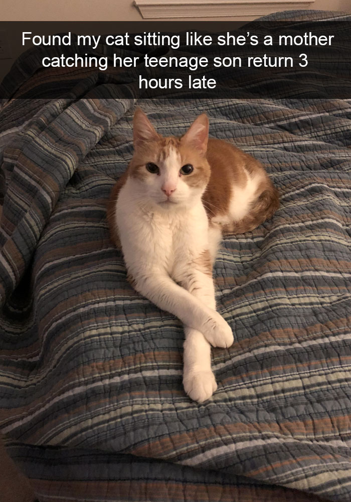 Funny-Cats-Photos-Snapchats