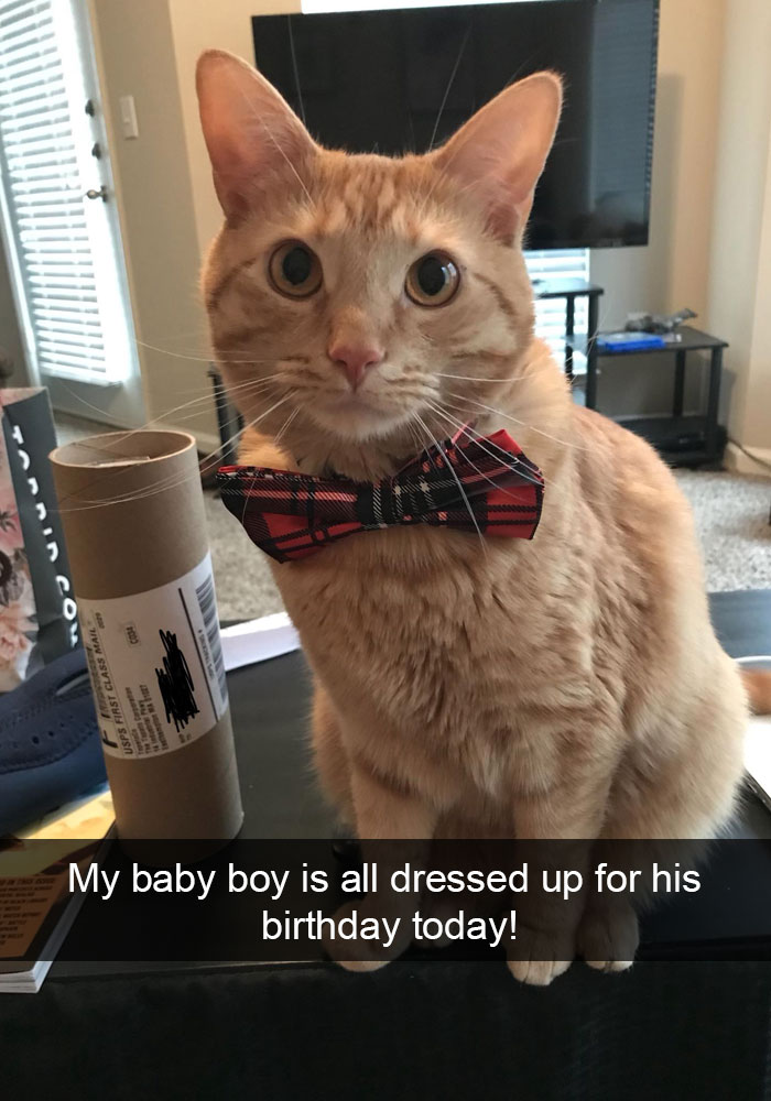 Funny-Cats-Photos-Snapchats