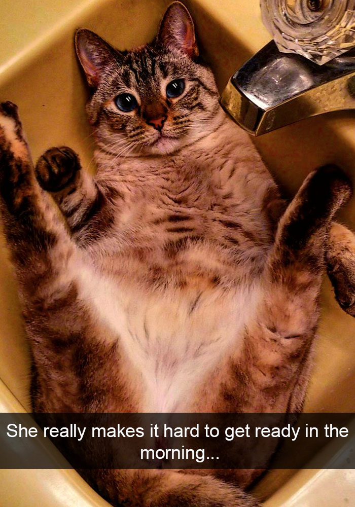 Funny-Cats-Photos-Snapchats