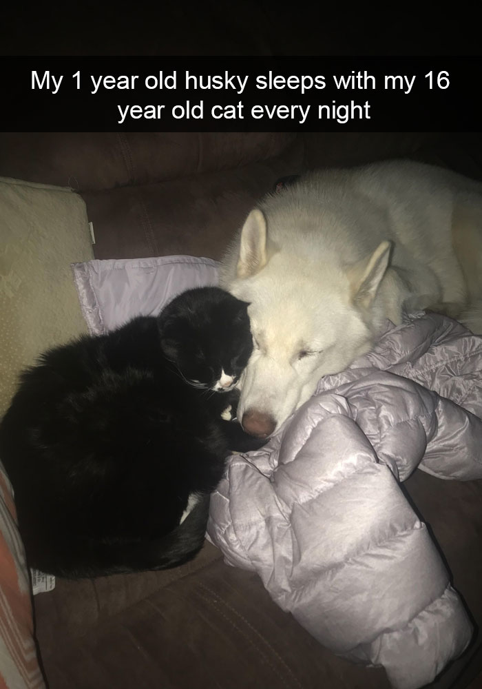 Funny-Cats-Photos-Snapchats