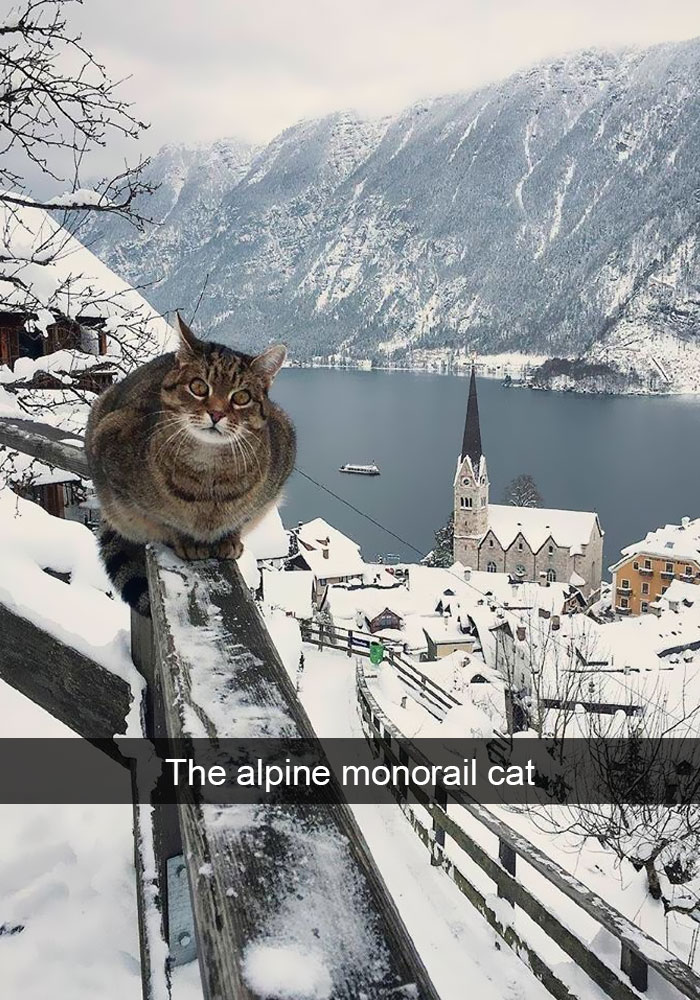 Funny-Cats-Photos-Snapchats