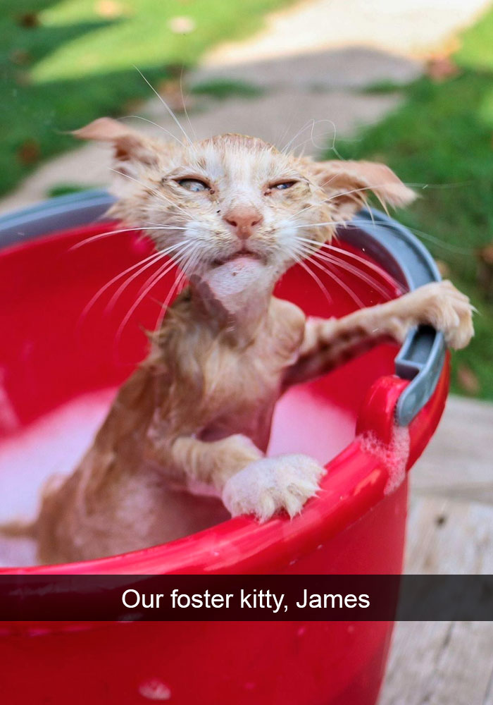 Funny-Cats-Photos-Snapchats
