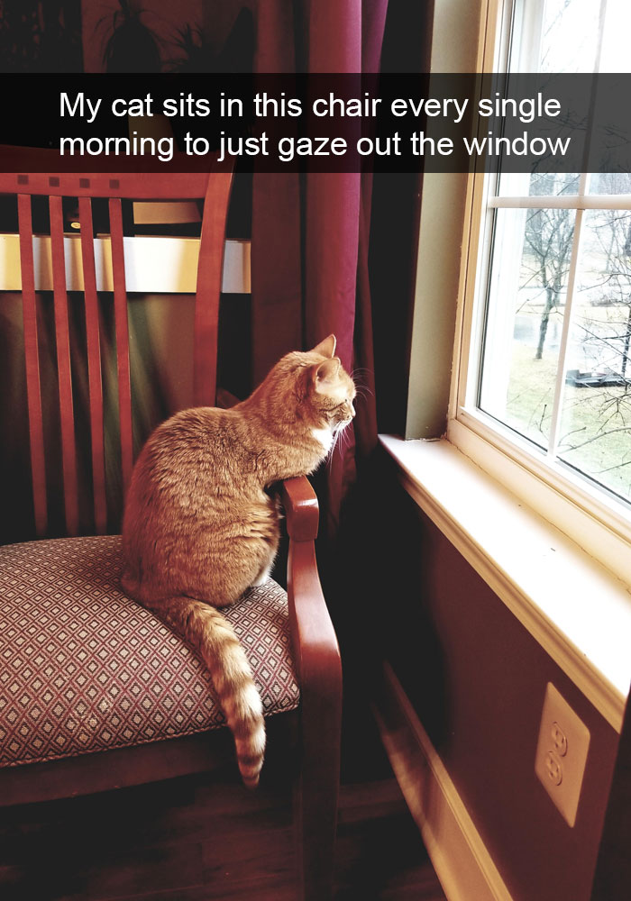 Funny-Cats-Photos-Snapchats