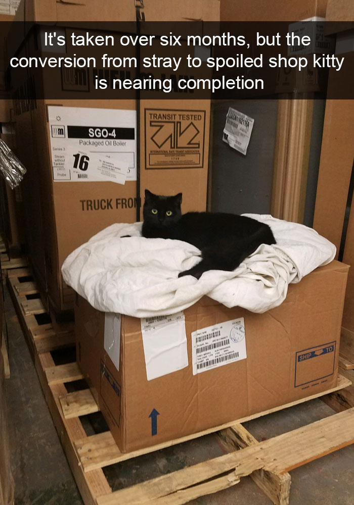 Funny-Cats-Photos-Snapchats