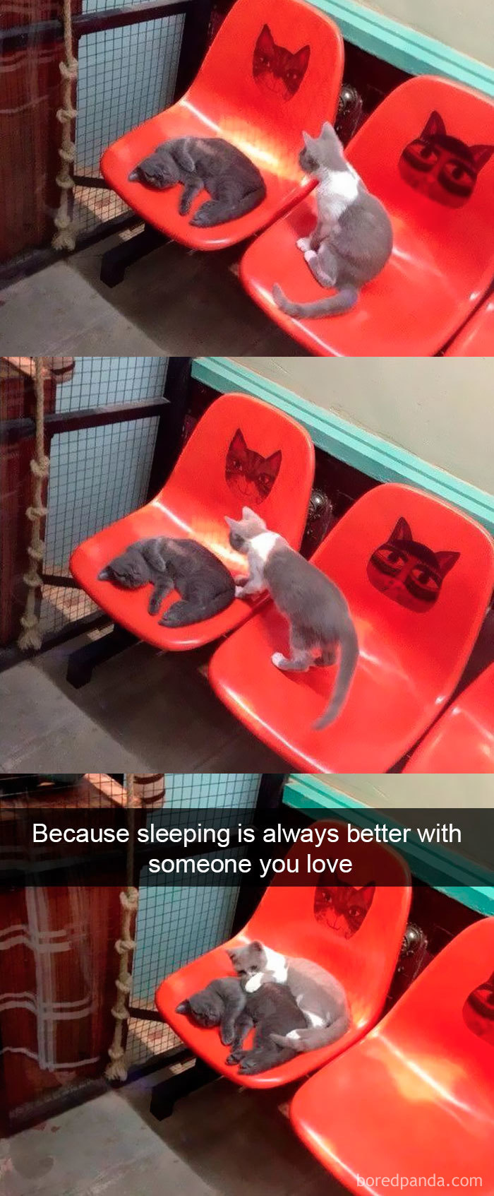 Snapchats Funny Cats