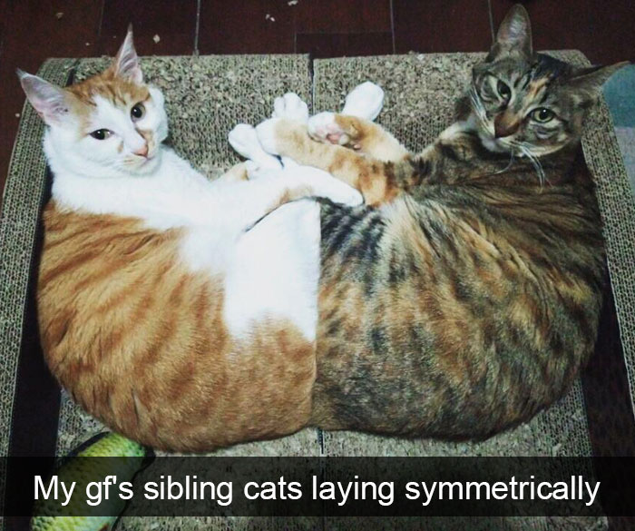 Snapchats Funny Cats