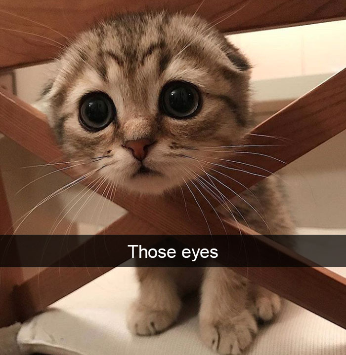 Snapchats Funny Cats