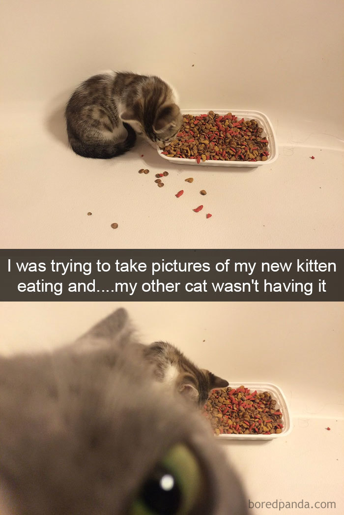 Snapchats Funny Cats