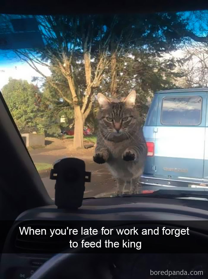 Funny-Cats-Photos-Snapchats