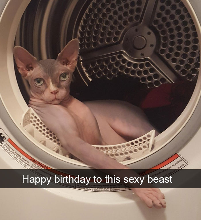 Funny-Cats-Photos-Snapchats