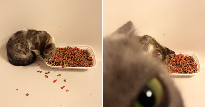 25+ Divertidos snapchats de gatos que te sacarán una gran sonrisa (Nuevas imágenes)