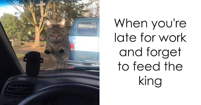 159 Hilarious Cat Snapchats That Will Leave You With The Biggest Smile (New Pics)