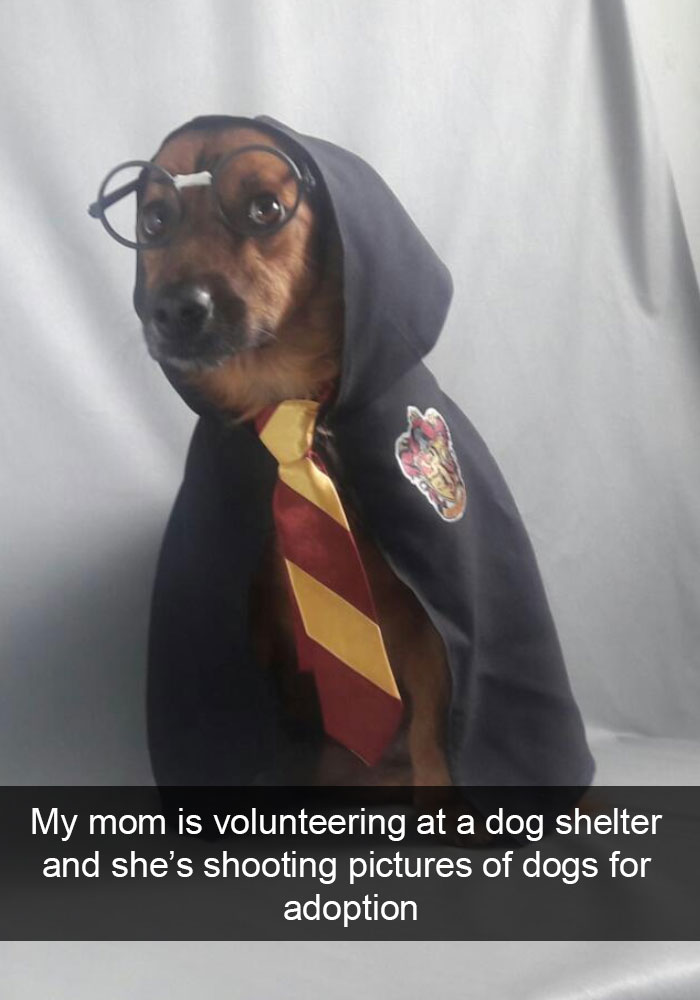 Funny-Dogs-Photos-Snapchats