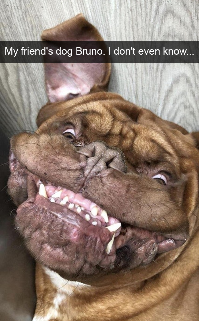 Funny-Dogs-Photos-Snapchats