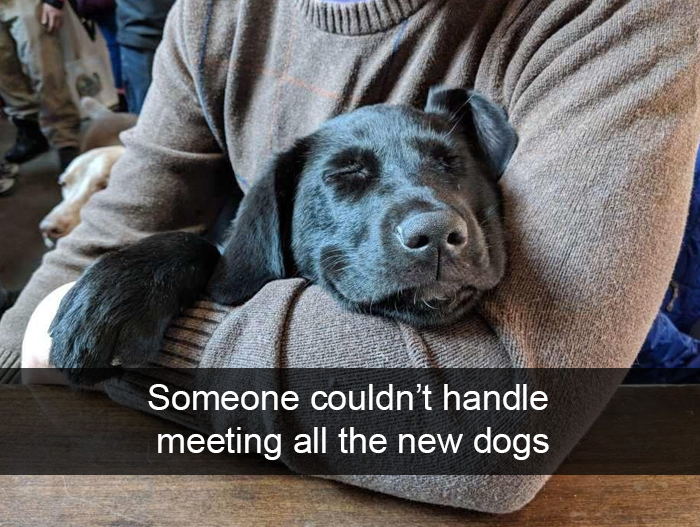 Funny-Dogs-Photos-Snapchats