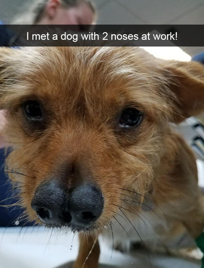 Funny-Dogs-Photos-Snapchats
