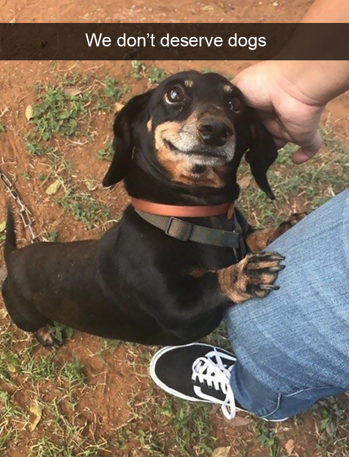 Funny-Dogs-Photos-Snapchats