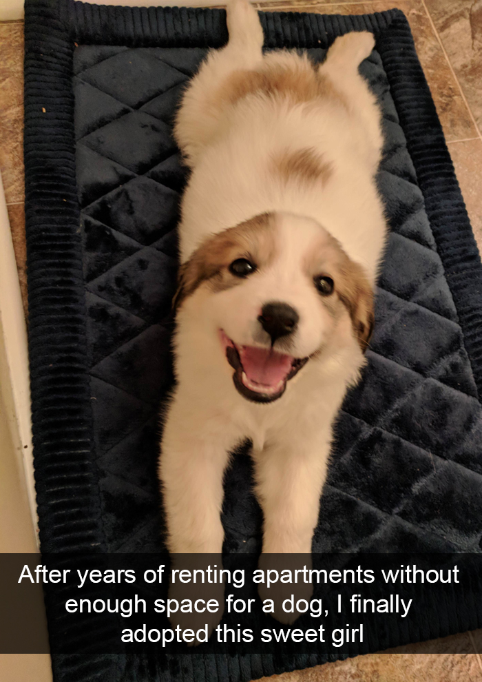 Funny-Dogs-Photos-Snapchats