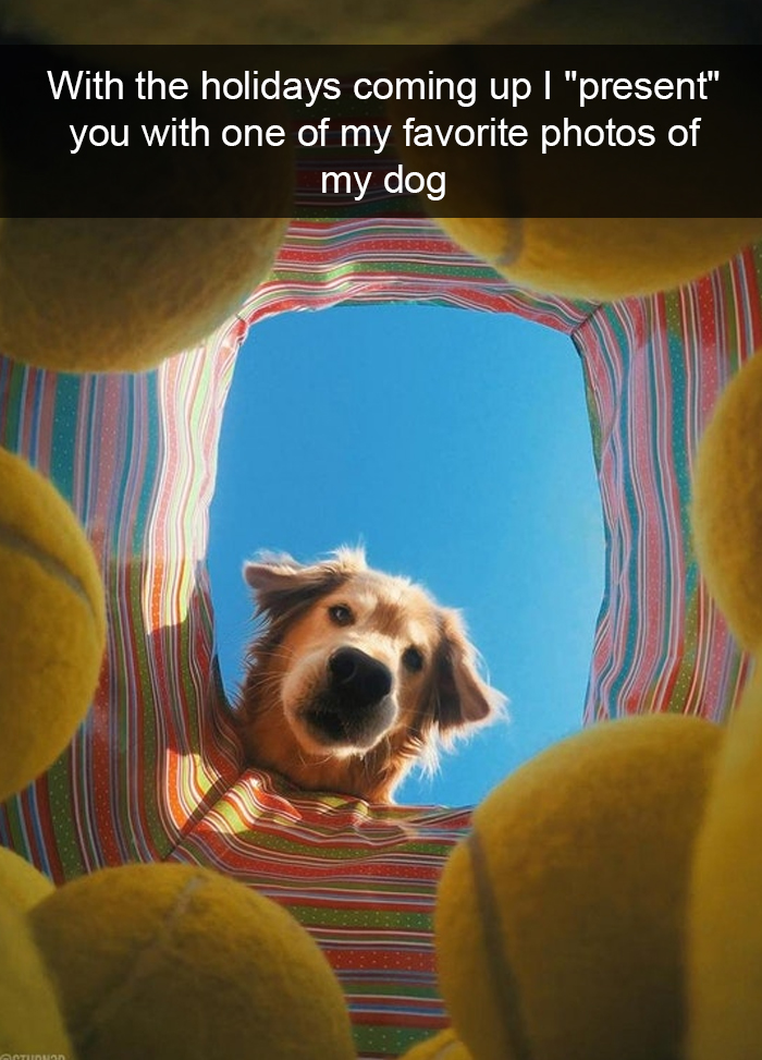 Funny-Dogs-Photos-Snapchats