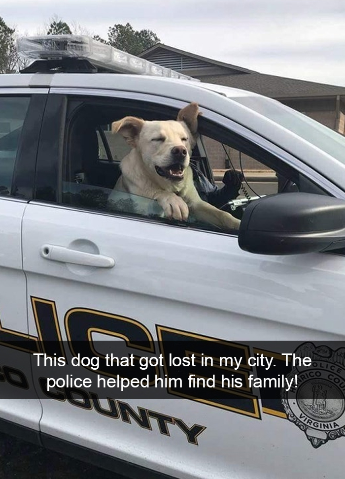 Funny-Dogs-Photos-Snapchats