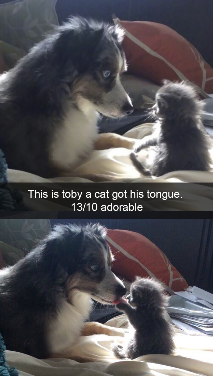 Funny-Dogs-Photos-Snapchats