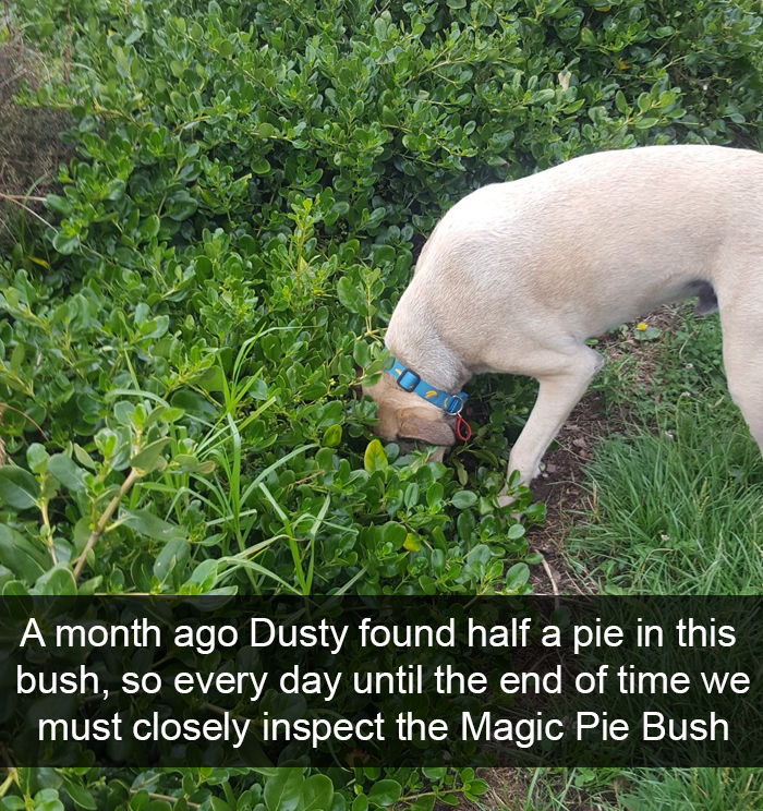 Funny-Dogs-Photos-Snapchats