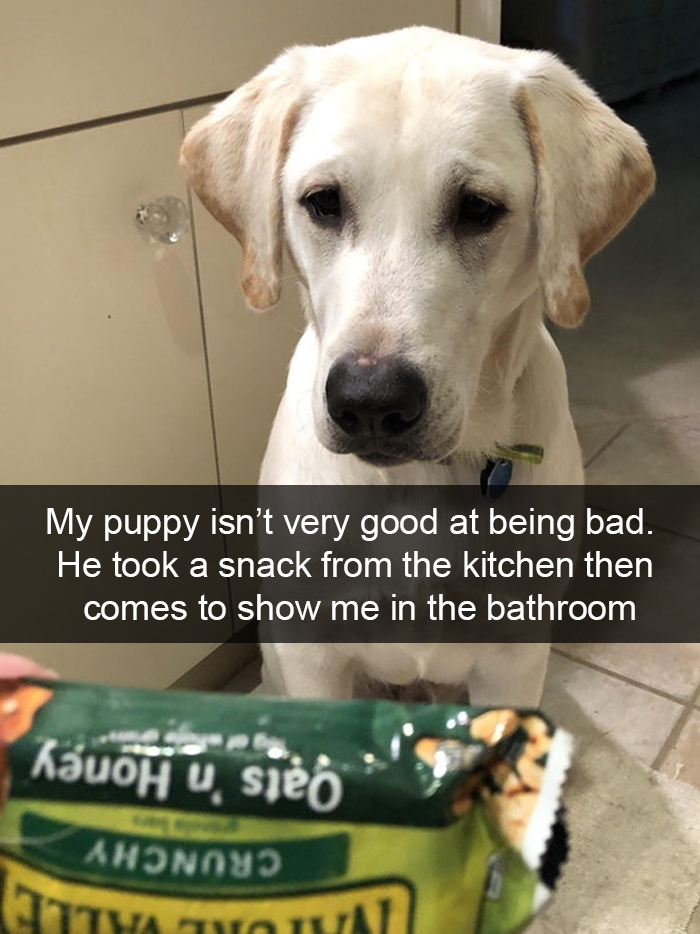 Funny-Dogs-Photos-Snapchats