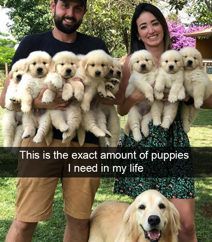 Funny-Dogs-Photos-Snapchats