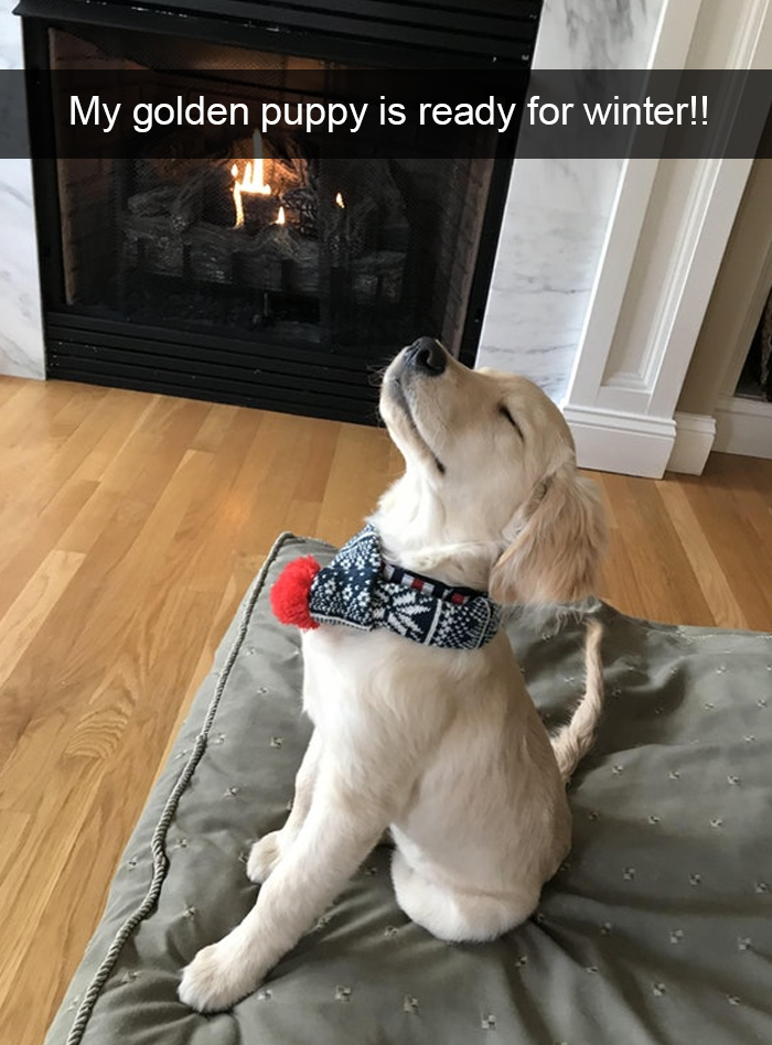 Funny-Dogs-Photos-Snapchats