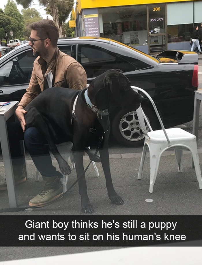 Funny-Dogs-Photos-Snapchats