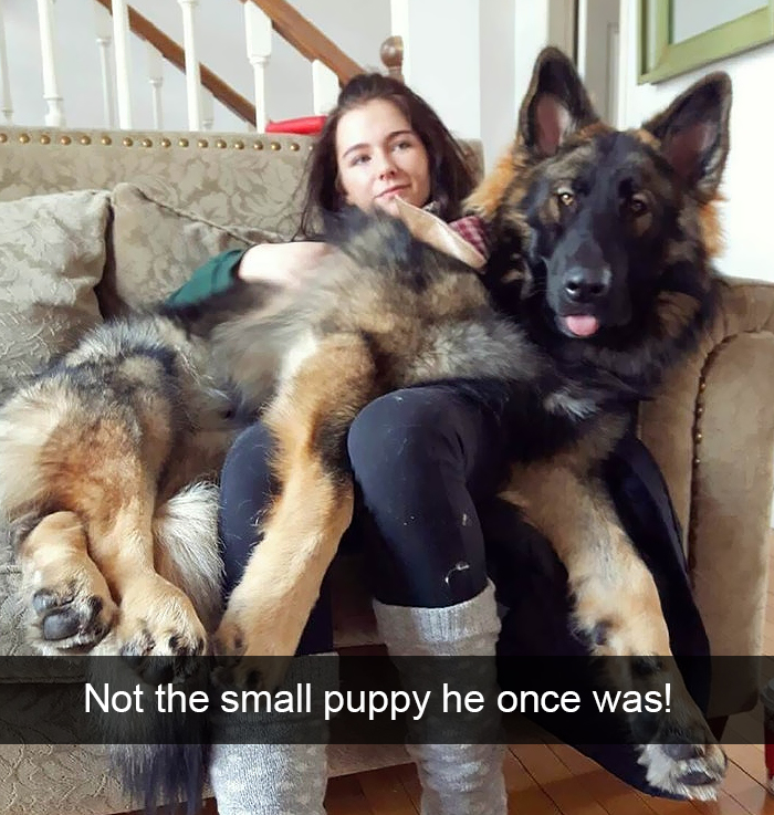Funny-Dogs-Photos-Snapchats