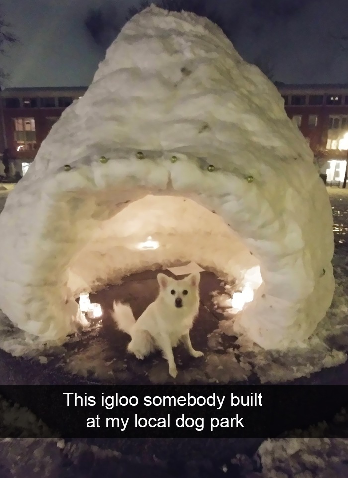 Funny-Dogs-Photos-Snapchats