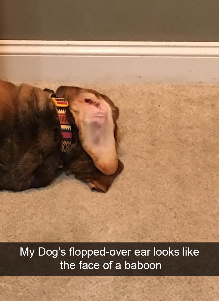 Funny-Dogs-Photos-Snapchats