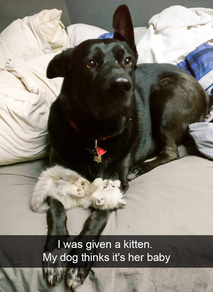 Funny-Dogs-Photos-Snapchats