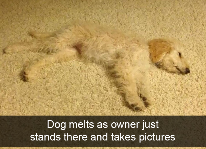 Funny-Dogs-Photos-Snapchats