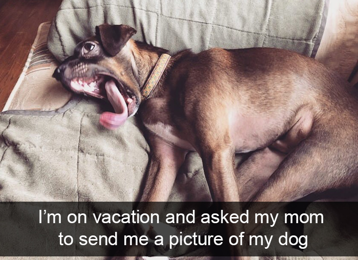 Funny-Dogs-Photos-Snapchats