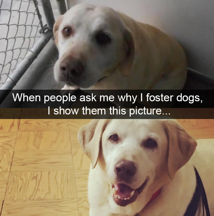 Funny-Dogs-Photos-Snapchats