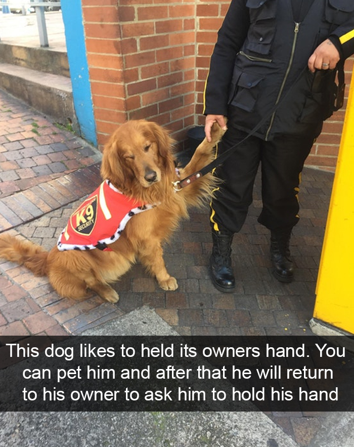 Funny-Dogs-Photos-Snapchats