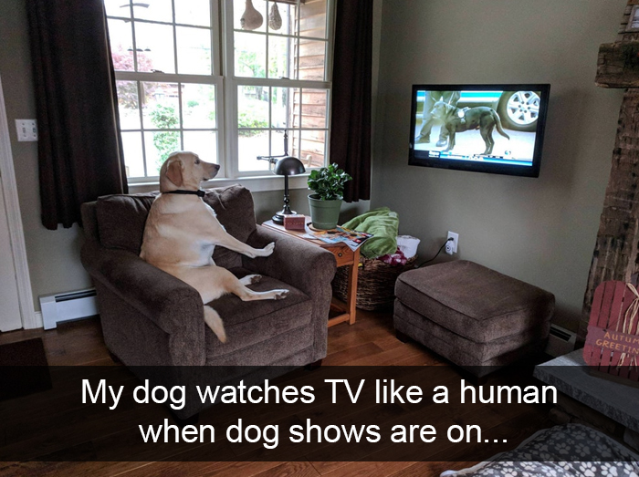 Funny-Dogs-Photos-Snapchats
