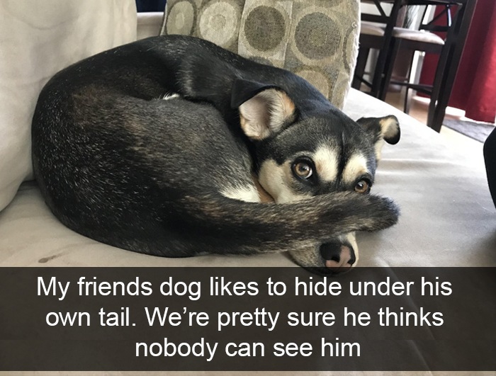 Funny-Dogs-Photos-Snapchats