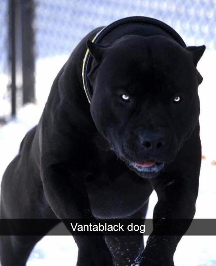 Funny-Dogs-Photos-Snapchats