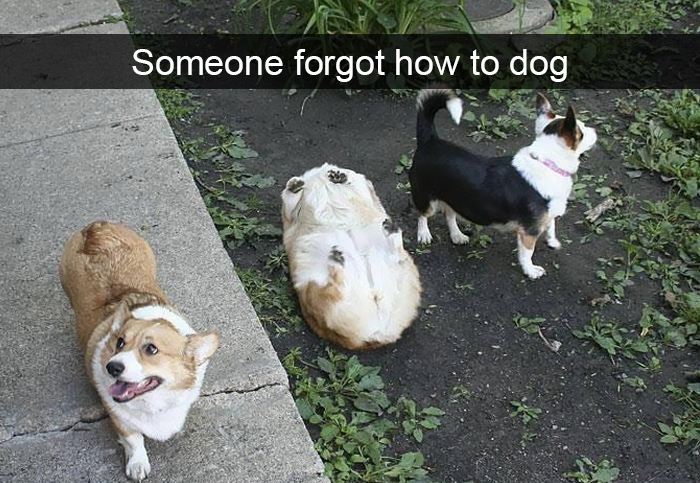 Funny-Dogs-Photos-Snapchats