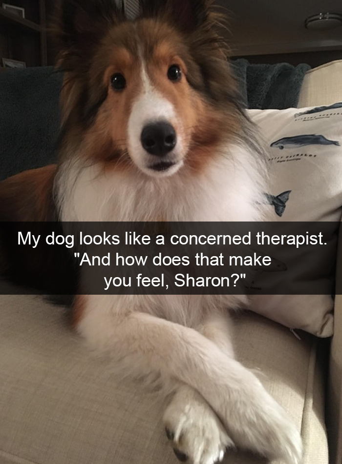 Funny-Dogs-Photos-Snapchats
